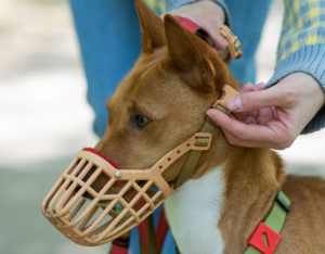 Woman clipping basket muzzle on to orange dog.